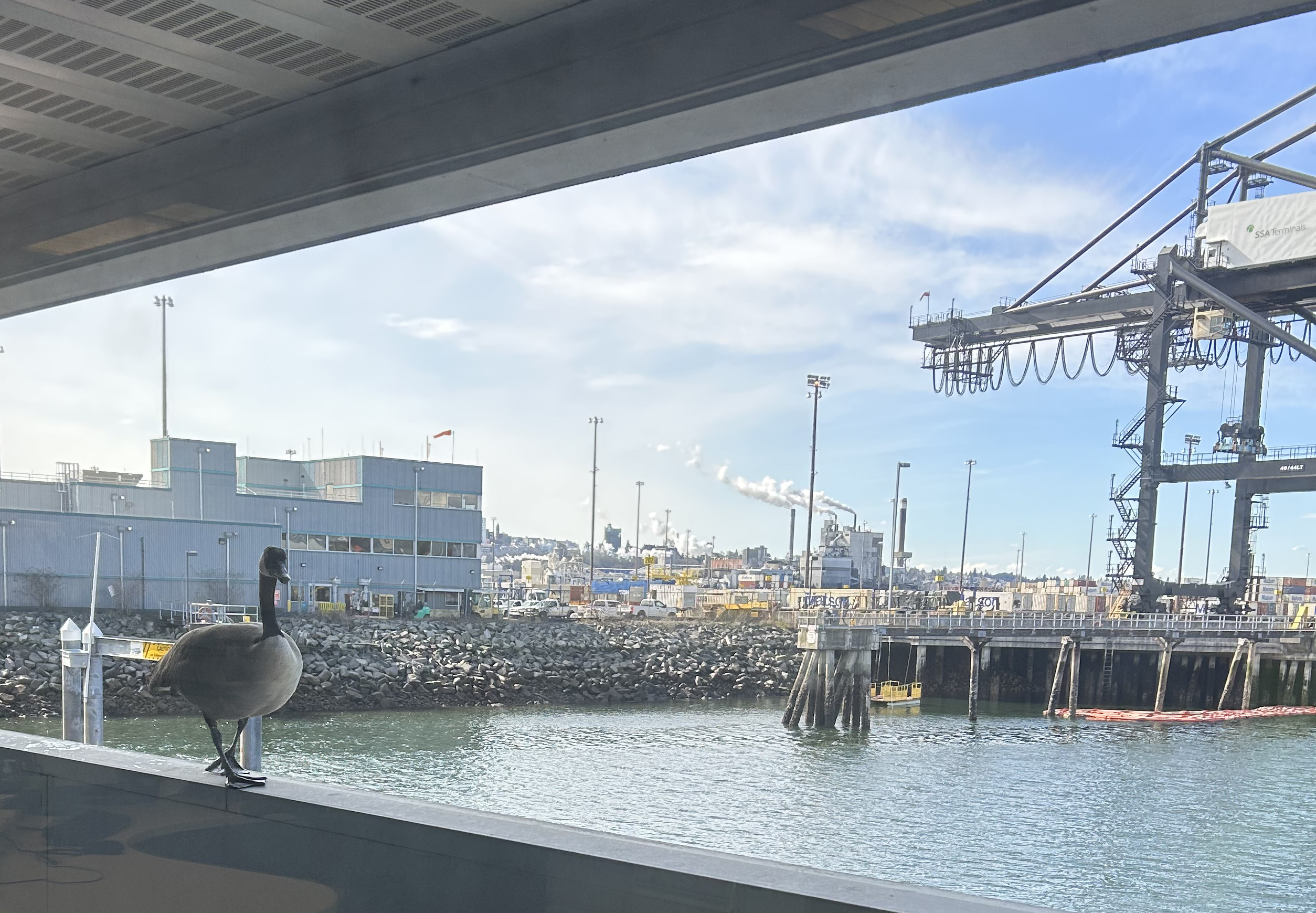 George the Dad Goose