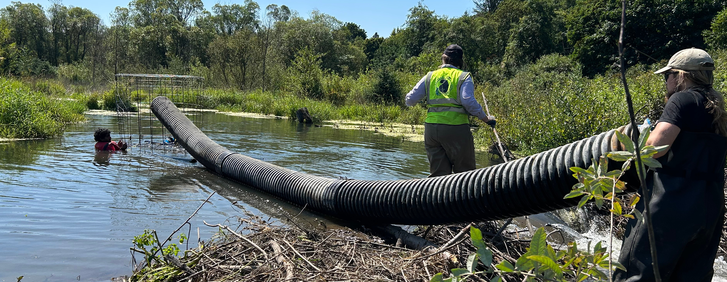 Diary of a Port Biologist: pond leveler is a beaver deceiver