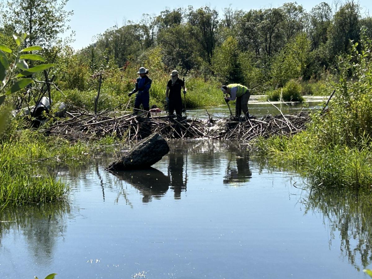 Inspecting the beaver dam