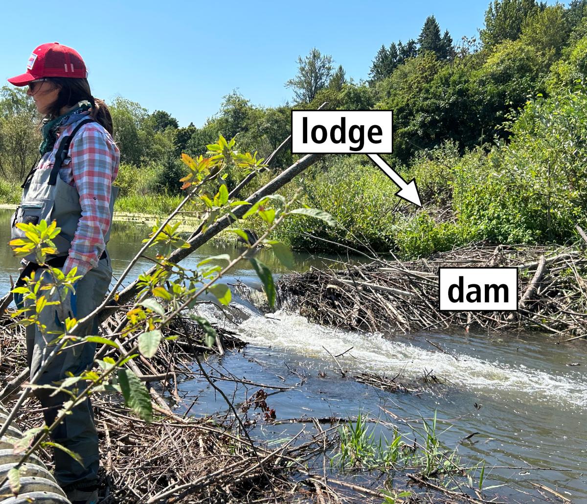 Beaver lodge and dam