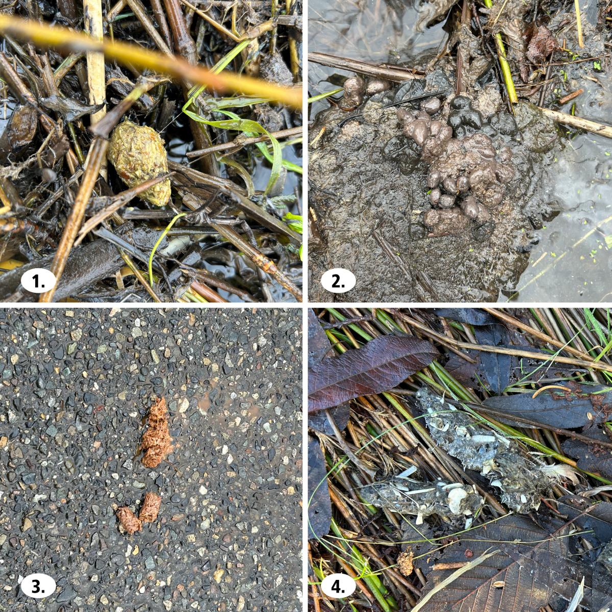 Can you guess what animal is responsible for which?