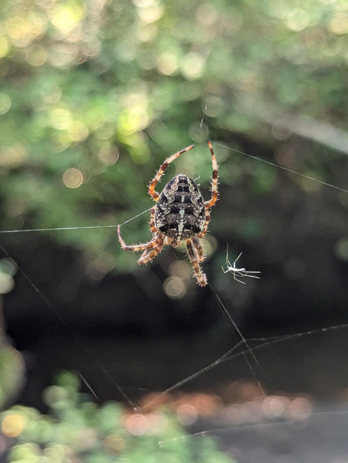 Cross orb spider in its web