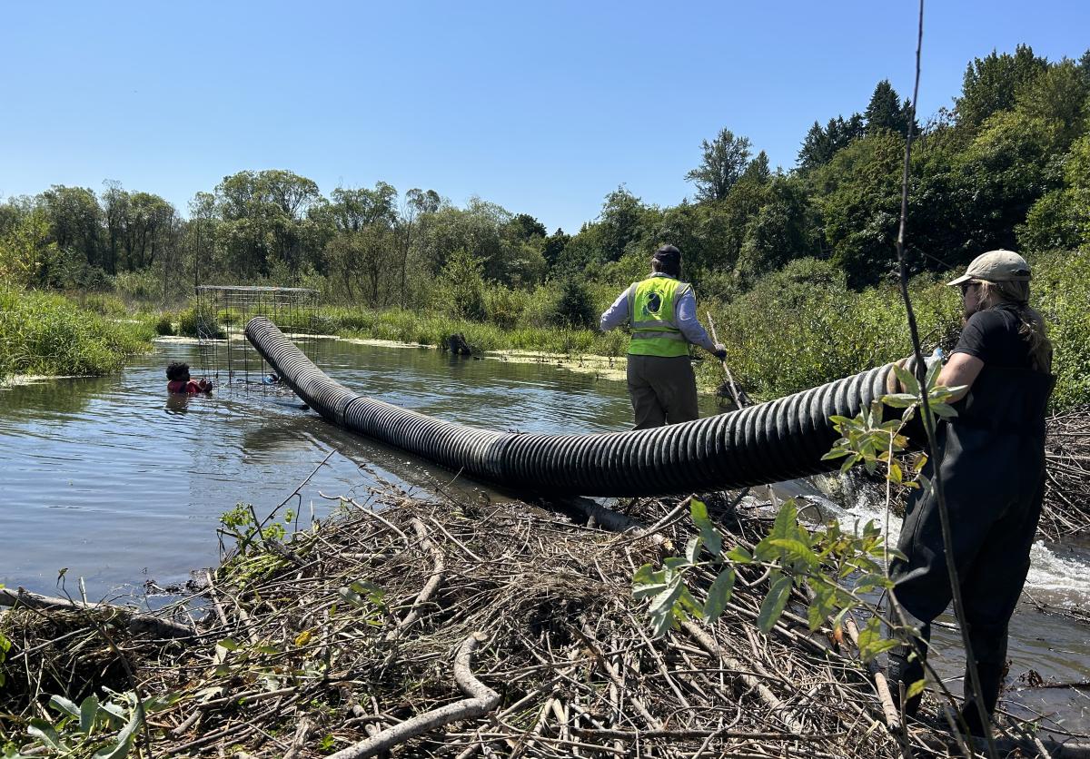 Beavers Northwest and our Port Biologist install a pond leveler